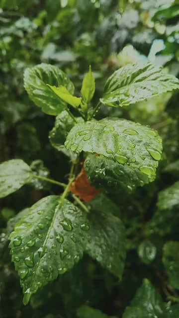 Glückskastanie als Zimmerpflanze zuhause