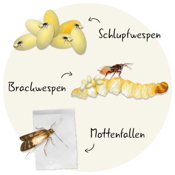 Brackis - Brackwespen gegen Lebensmittelmotten