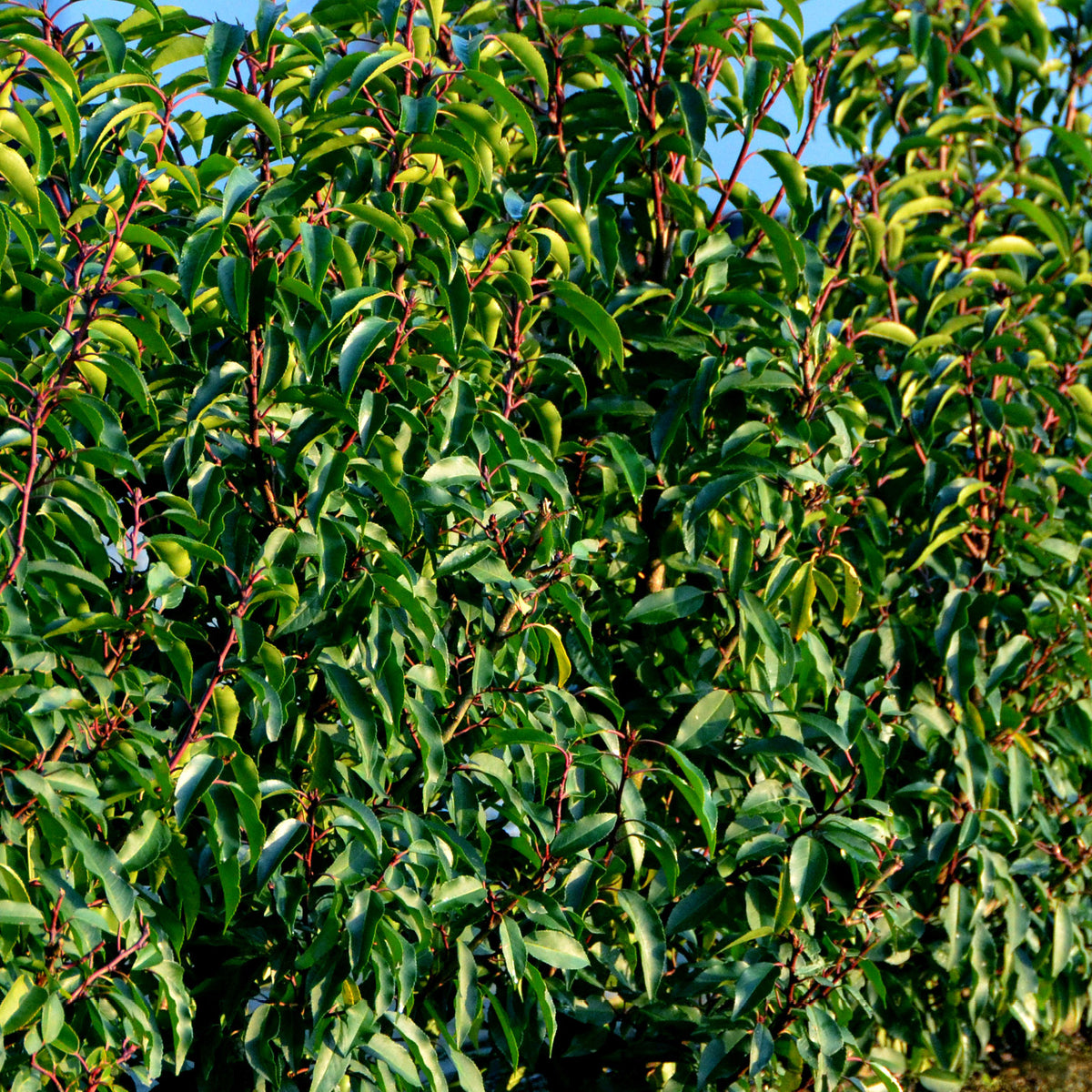 Blätter der Prunus lusitanica 'Angustifolia'