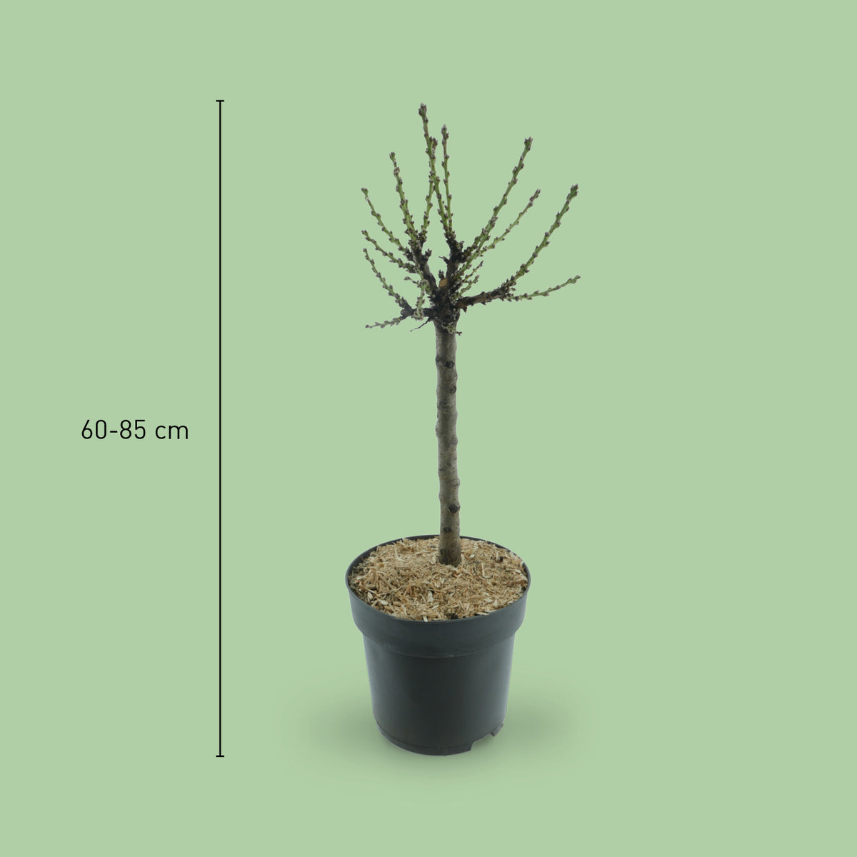 Größe des Prunus persica 'Bonanza'