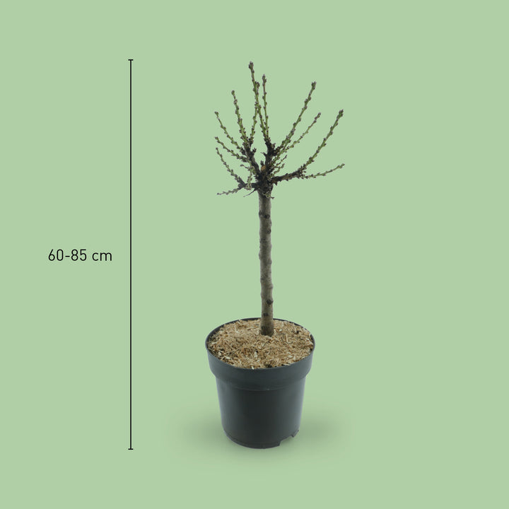 Größe des Prunus persica 'Bonanza'