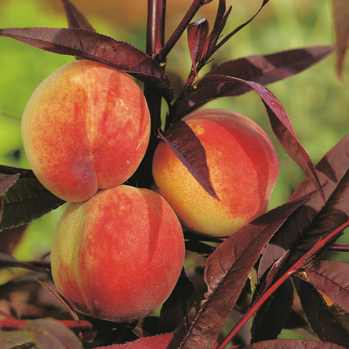 Blüten der Prunus persica 'Crimson Bonfire'