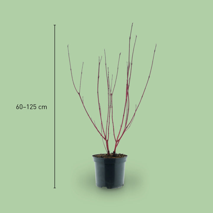 Größe des Purpur-Hartriegels 'Sibirica'