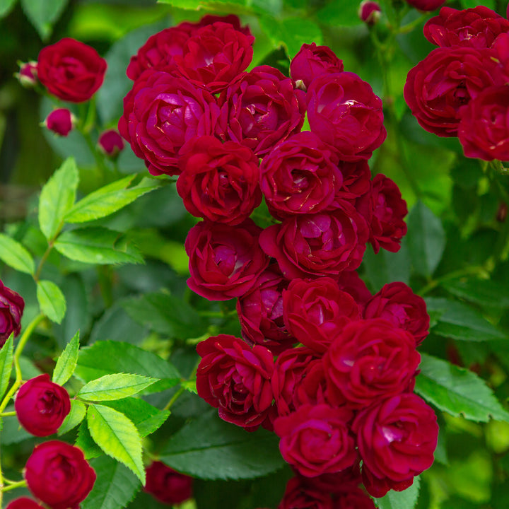 Blüte der Ramblerrose 'Perennial Domino'®