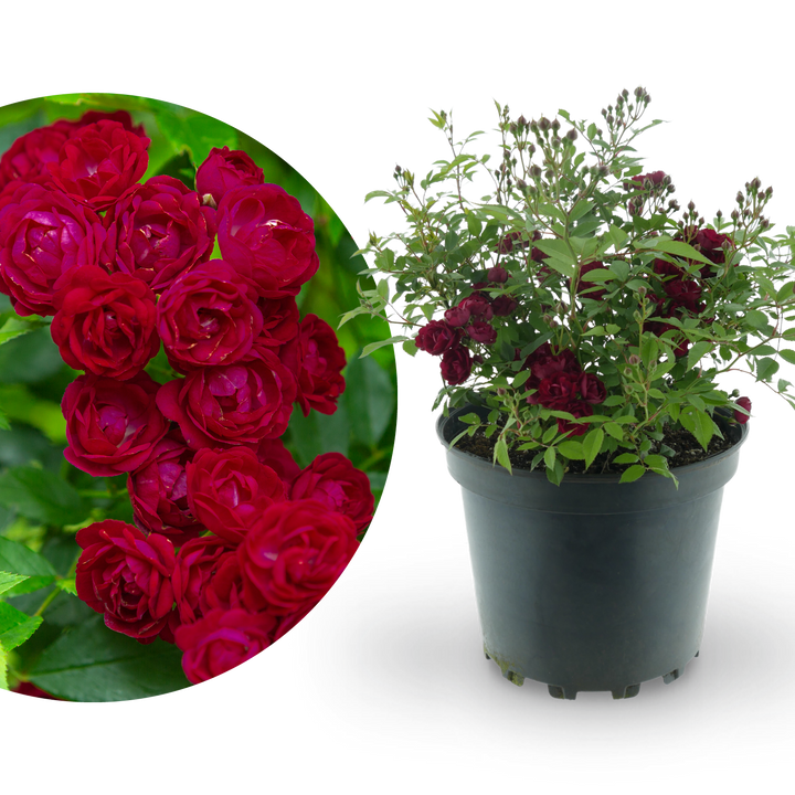 Ramblerrose 'Perennial Domino'® Magentarot