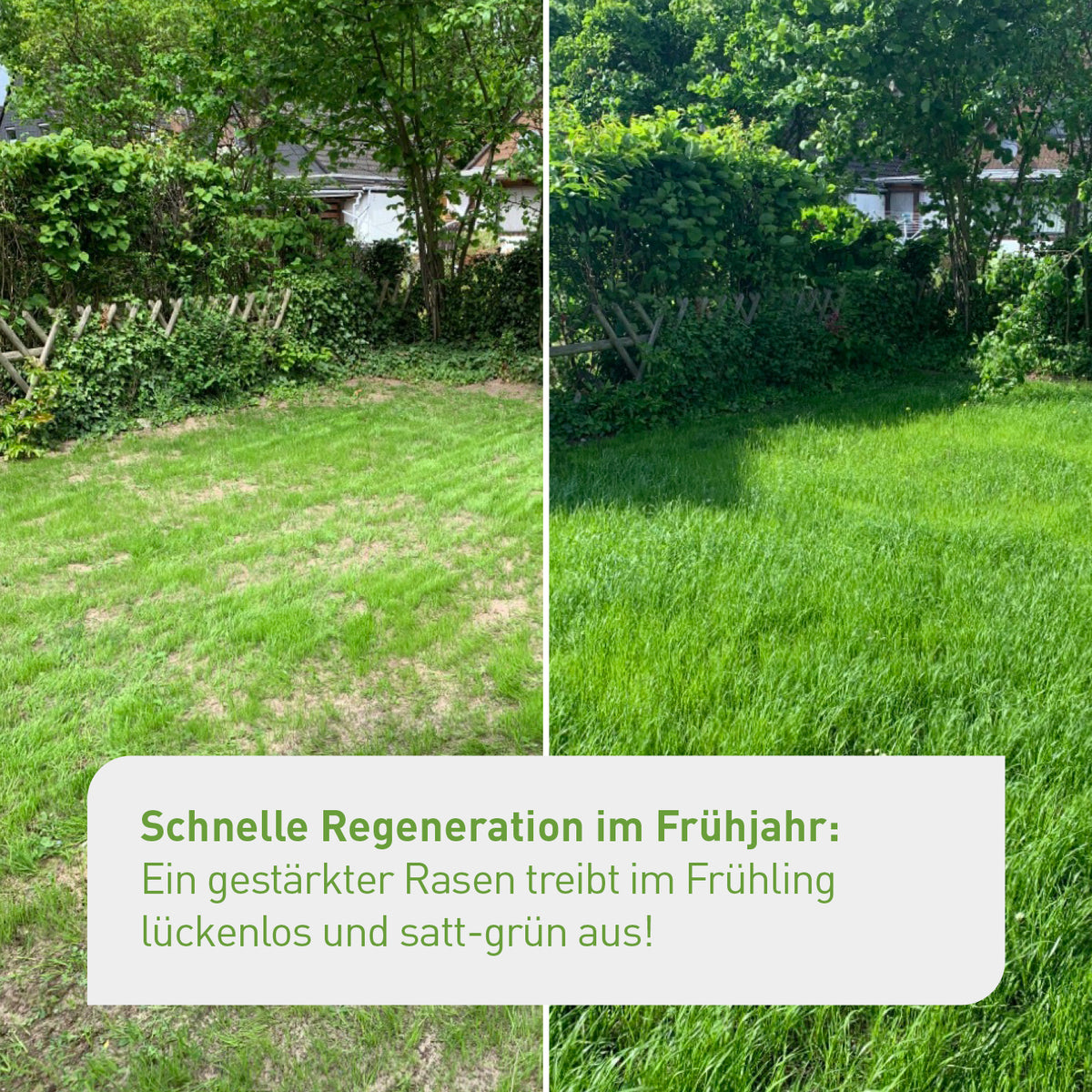 Regeneration des Rasens im Frühjahr