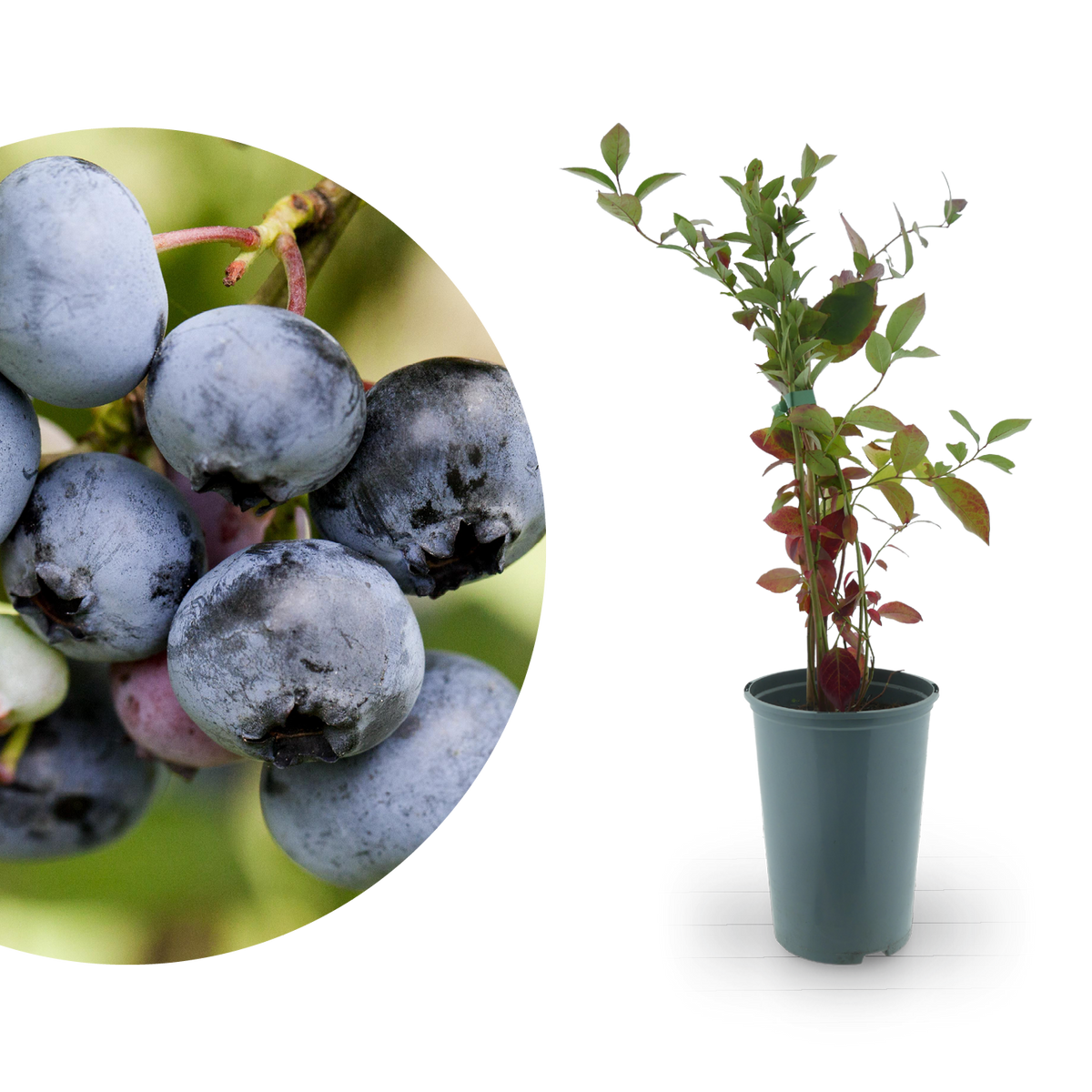 Rette mich: Bio-Blaubeeren 'Duke', 'Bluecrop', 'Patriot'