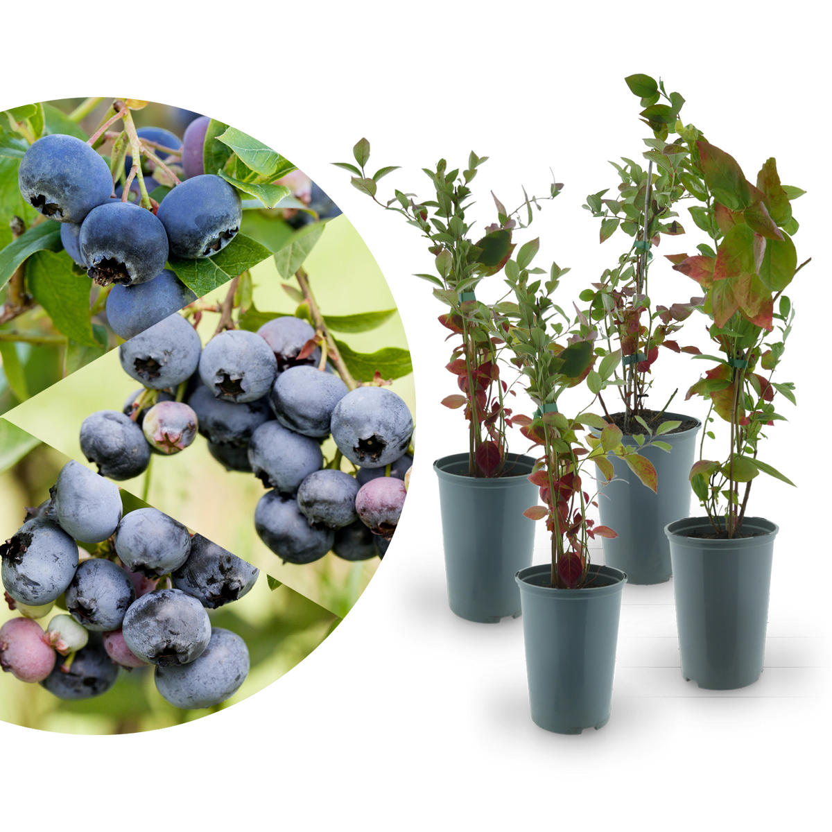 Rette mich: Bio-Blaubeeren 4er Set Fruchtig-Frisch