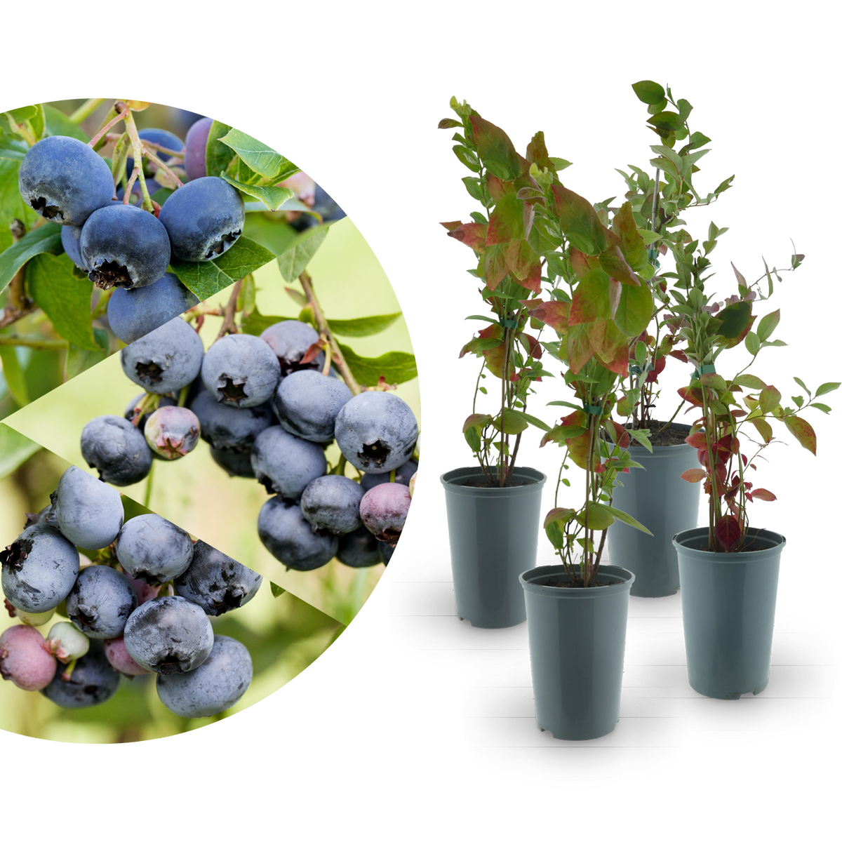 Rette mich: Bio-Blaubeeren 4er Set Mild-Süß