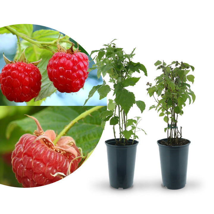 Rette mich: Bio-Himbeeren (Set)