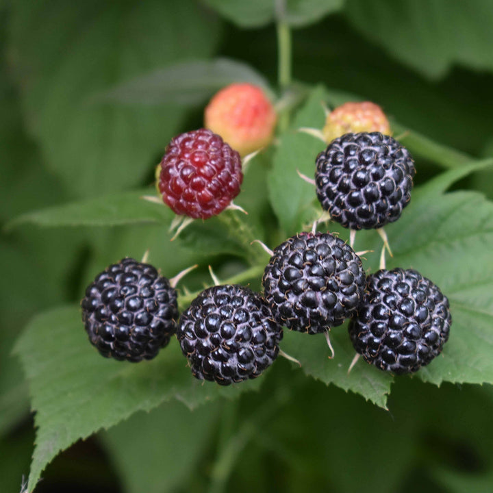 Rette mich: Bio-Himbeeren (Set)