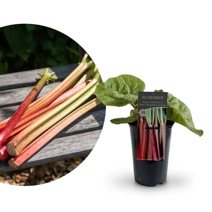 Rette mich: Bio-Rhabarber 'Fulton's Strawberry Surprise'