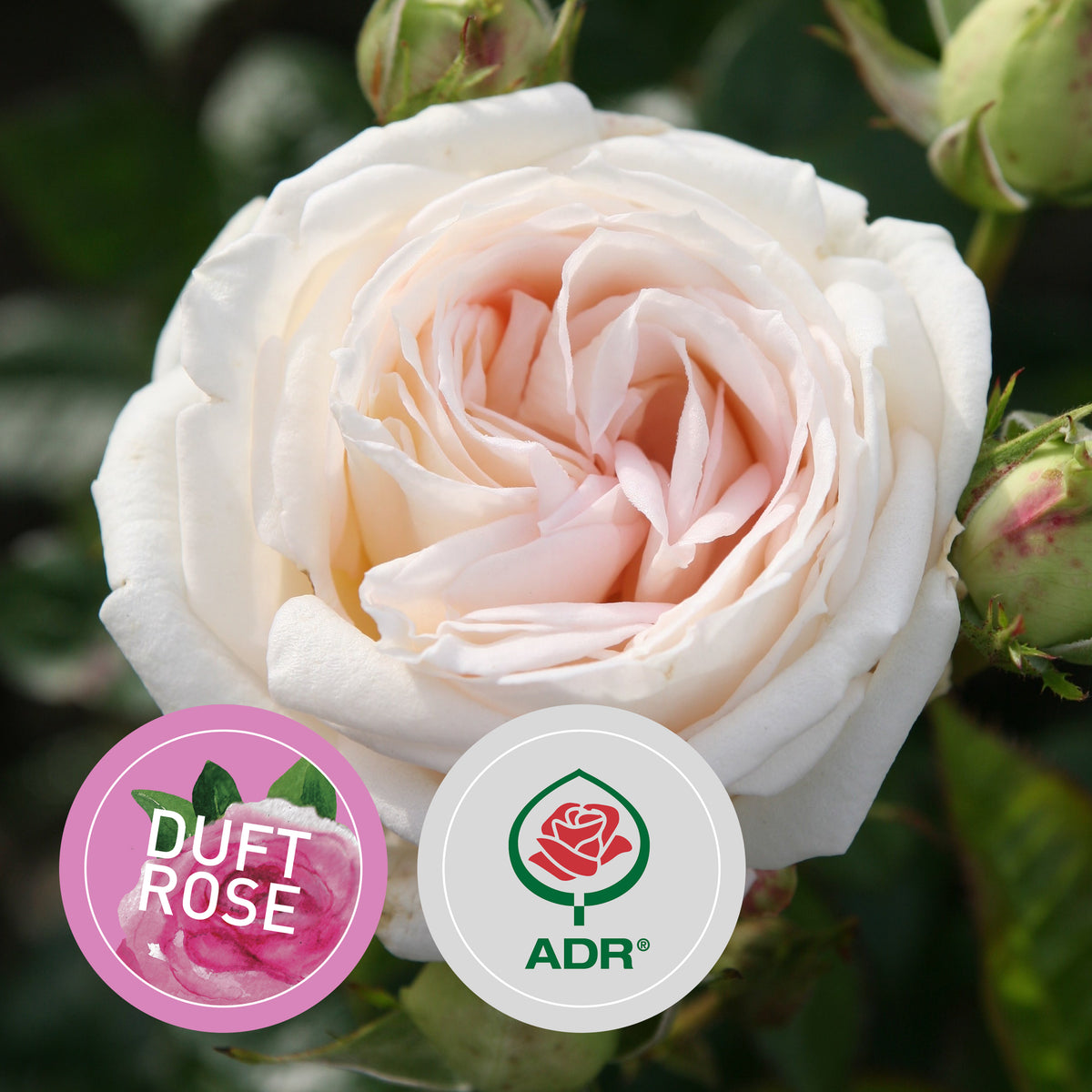 Rette mich: Edelrose Parfuma® 'Madame Anisette®'