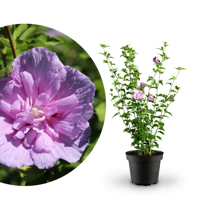 Rette mich: Gefüllter Hibiskus 'Lavender Chiffon'
