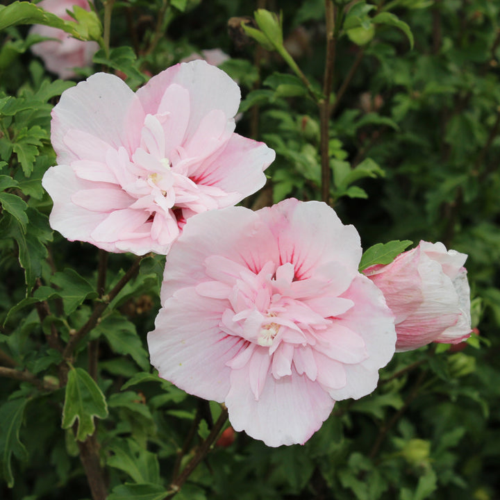 Blüte des Gefüllten Hibiskus 'Pink Chiffon'