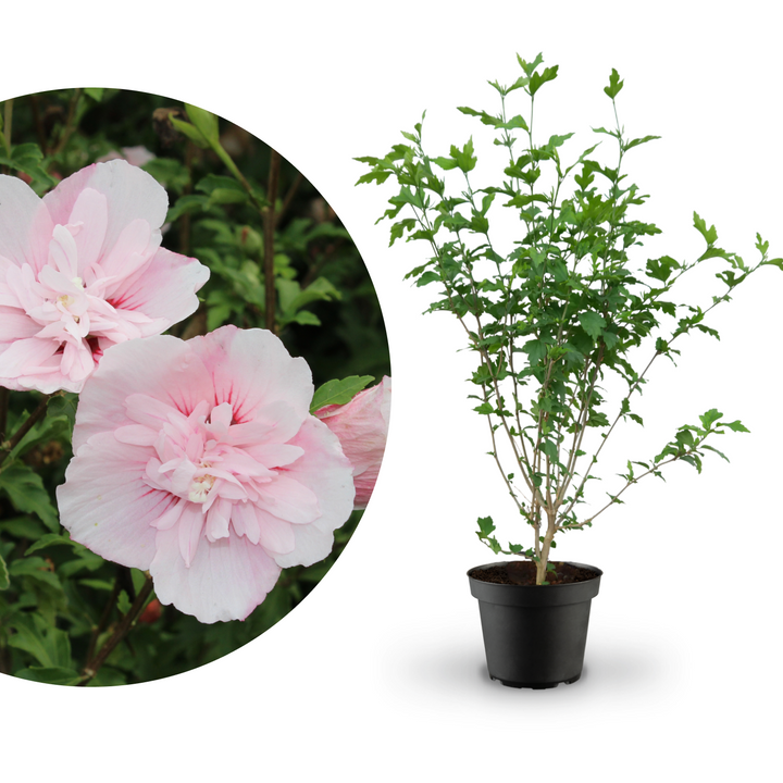 Rette mich: Gefüllter Hibiskus 'Pink Chiffon'