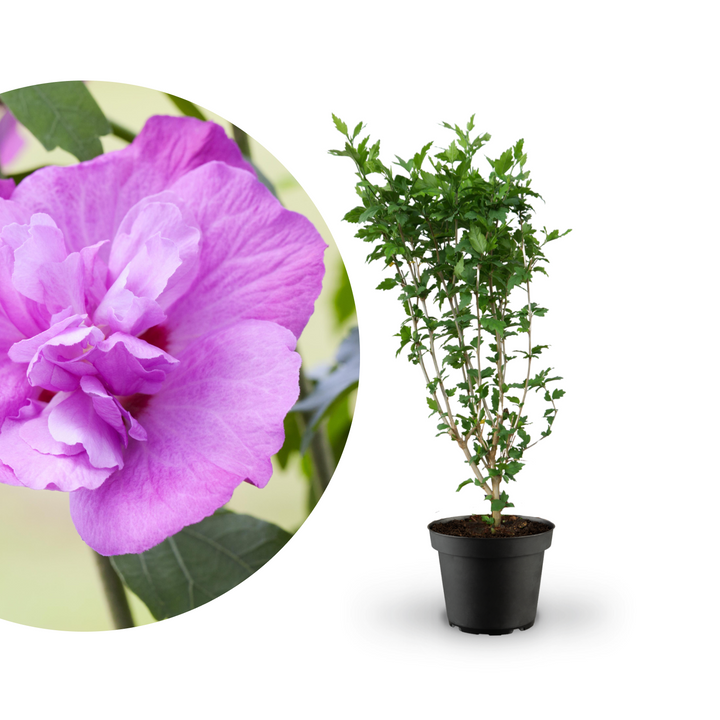 Rette mich: Gefüllter Hibiskus 'Purple Ruffles'