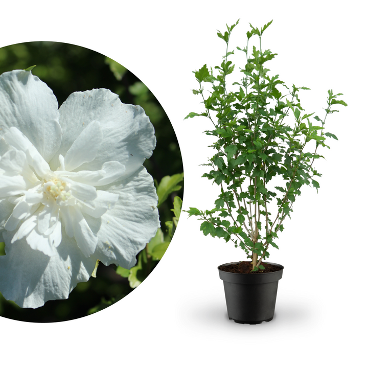 Rette mich: Gefüllter Hibiskus 'White Chiffon'