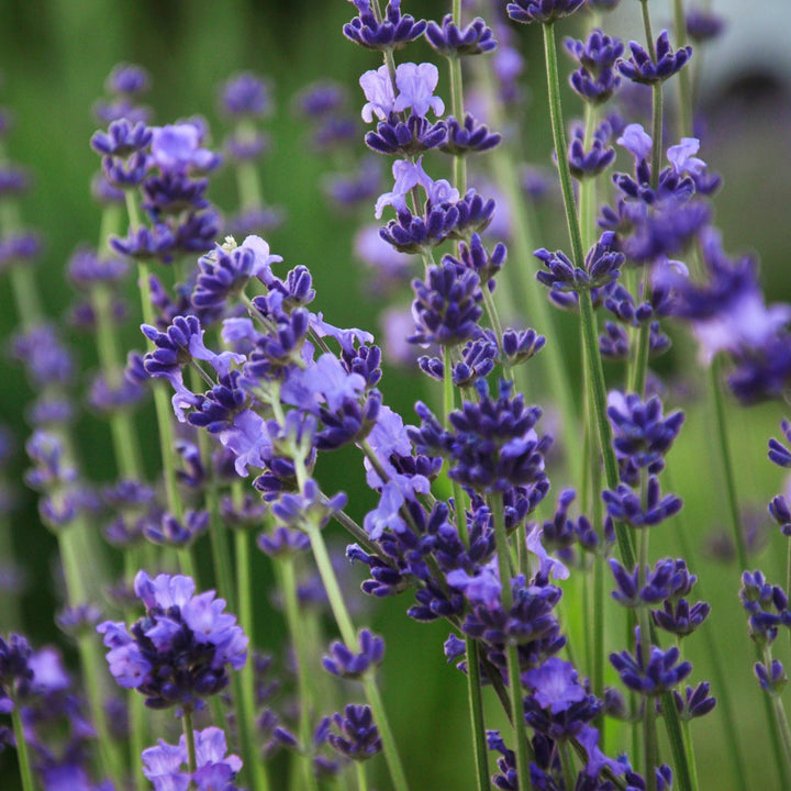 Blüte des XL-Lavendel 'Phenomenal'