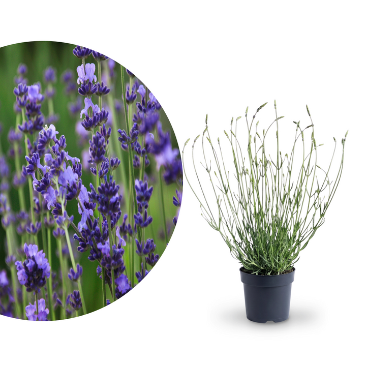 Rette mich: XL-Lavendel 'Phenomenal'