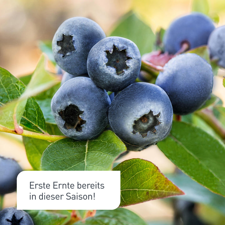 Früchte der XXL-Blaubeere 'Bluecrop'
