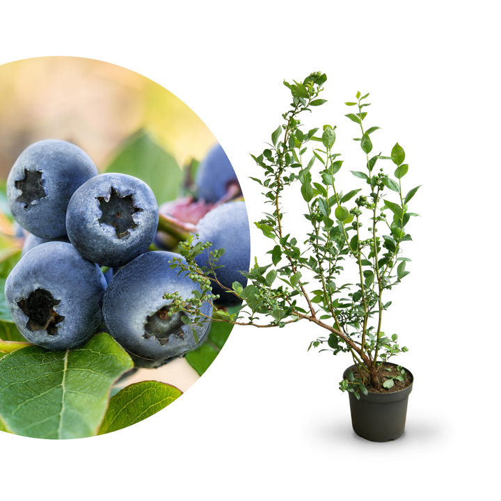 Rette mich: XXL-Blaubeere 'Bluecrop'