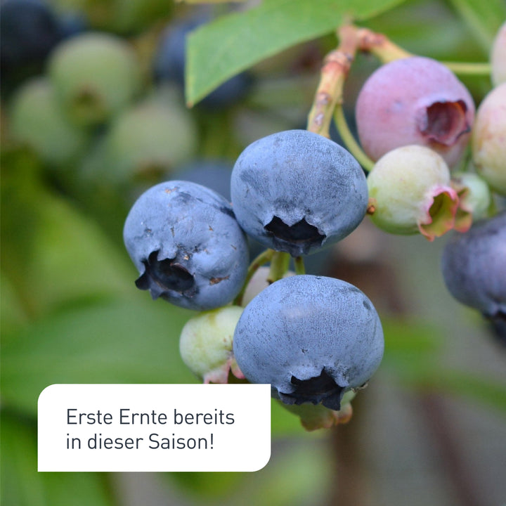 Früchte der XXL-Blaubeere 'Goldtraube'