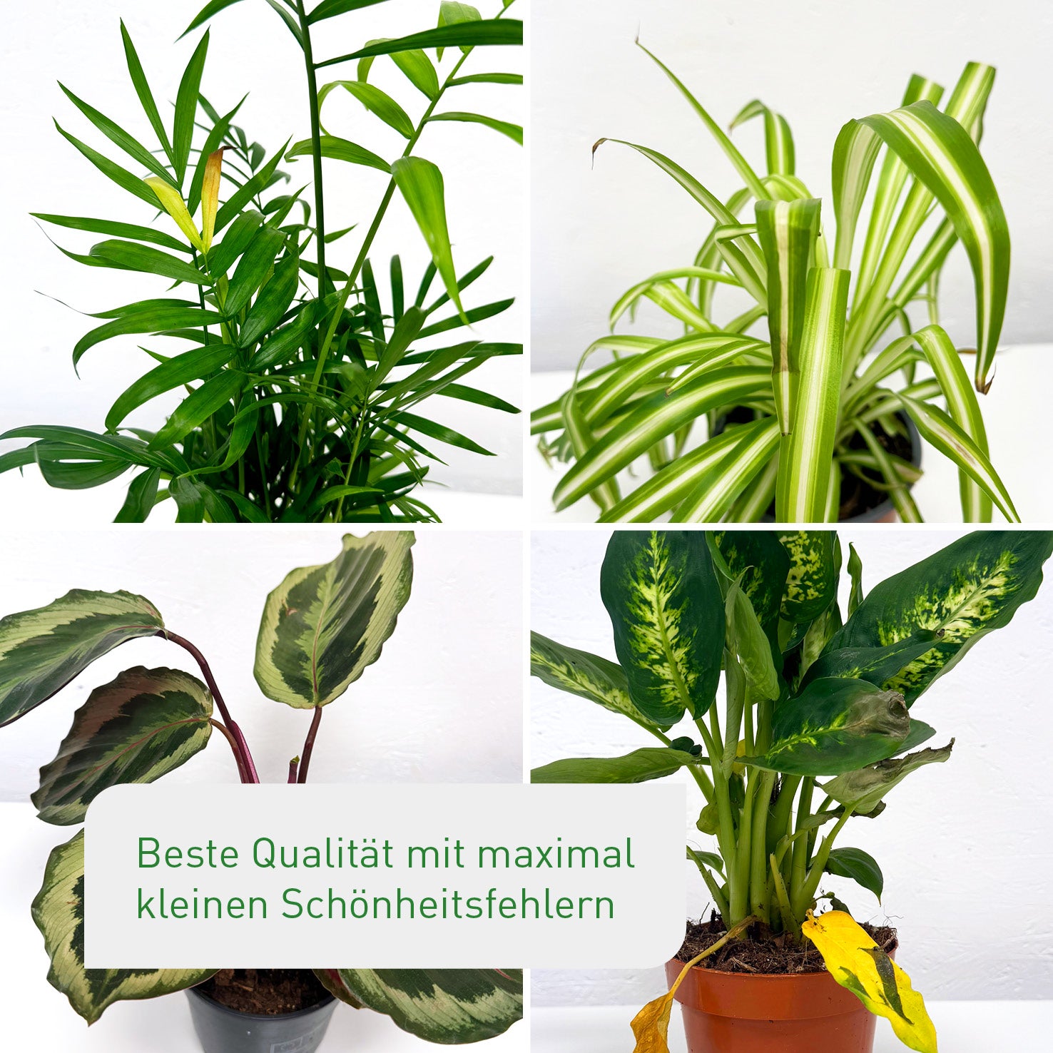 12er Set Zimmerpflanzen Retter-Box mit Bio-Faser Übertöpfen Anthrazit