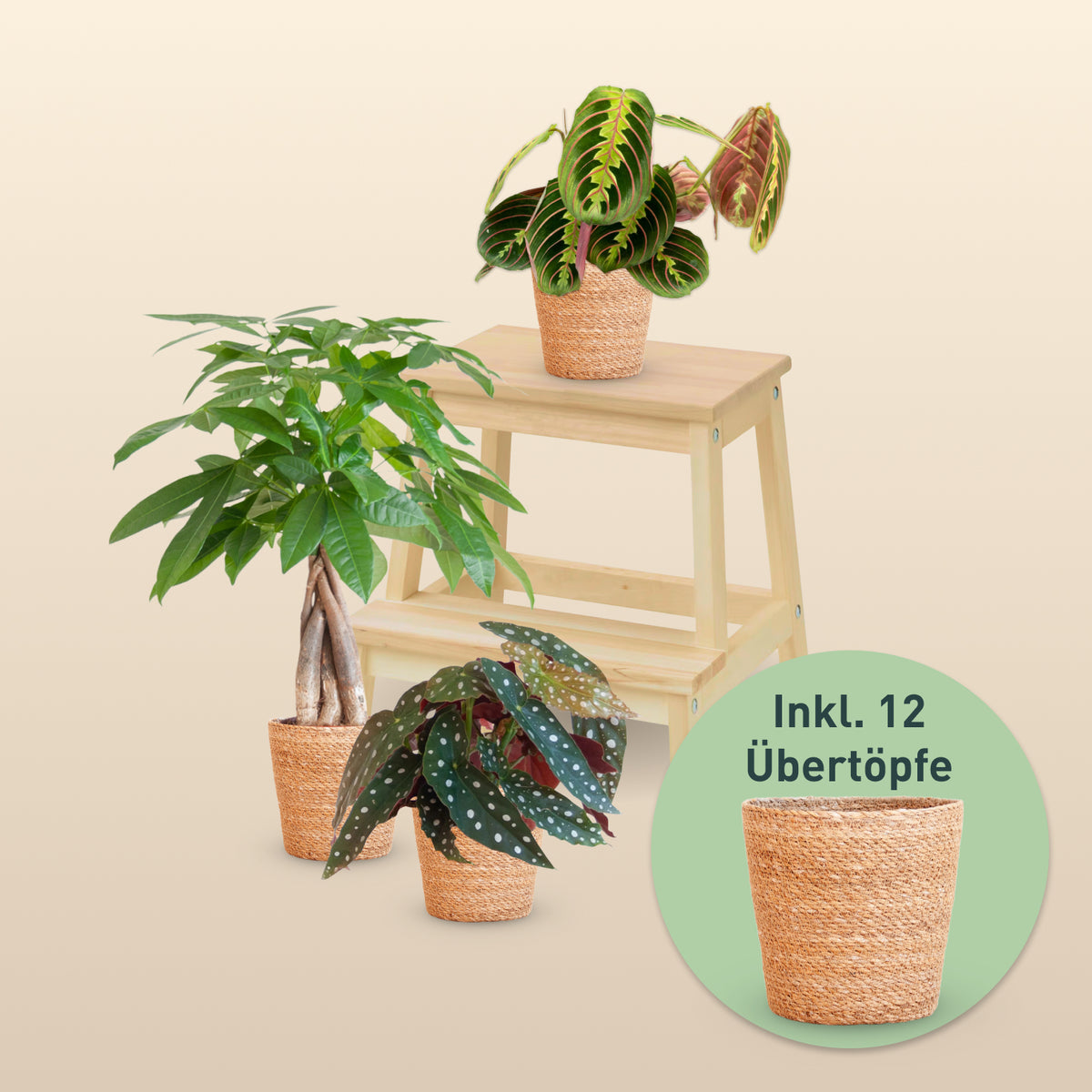 4er Set Zimmerpflanzen Retter-Box mit Seegras Übertöpfen