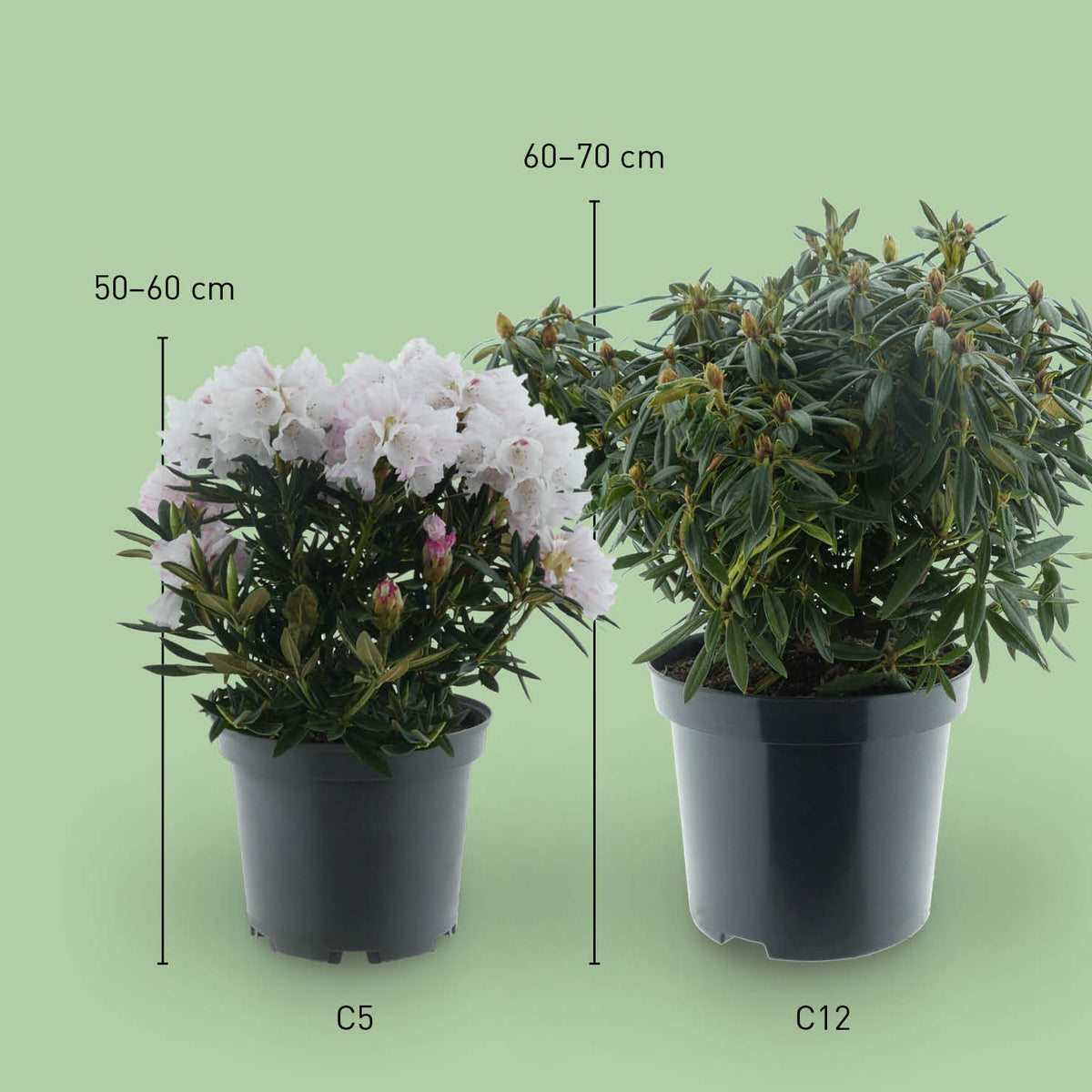 Größe des Rhododendron 'Blewbury'