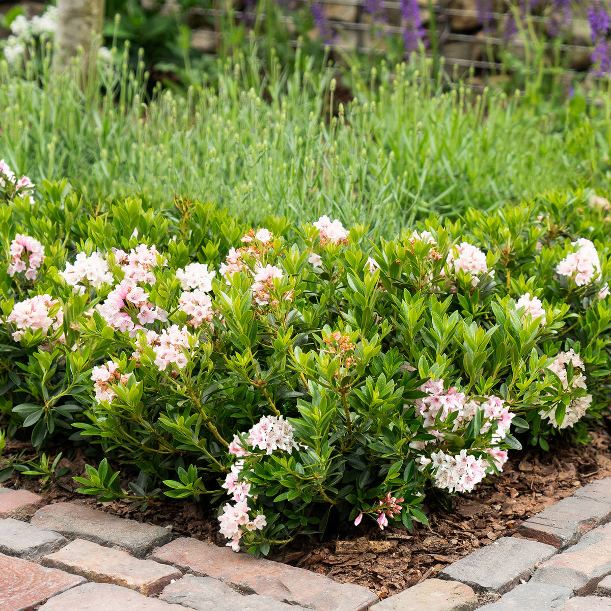 Rhododendron 'Bloombux'® Pink Kugel im Beet