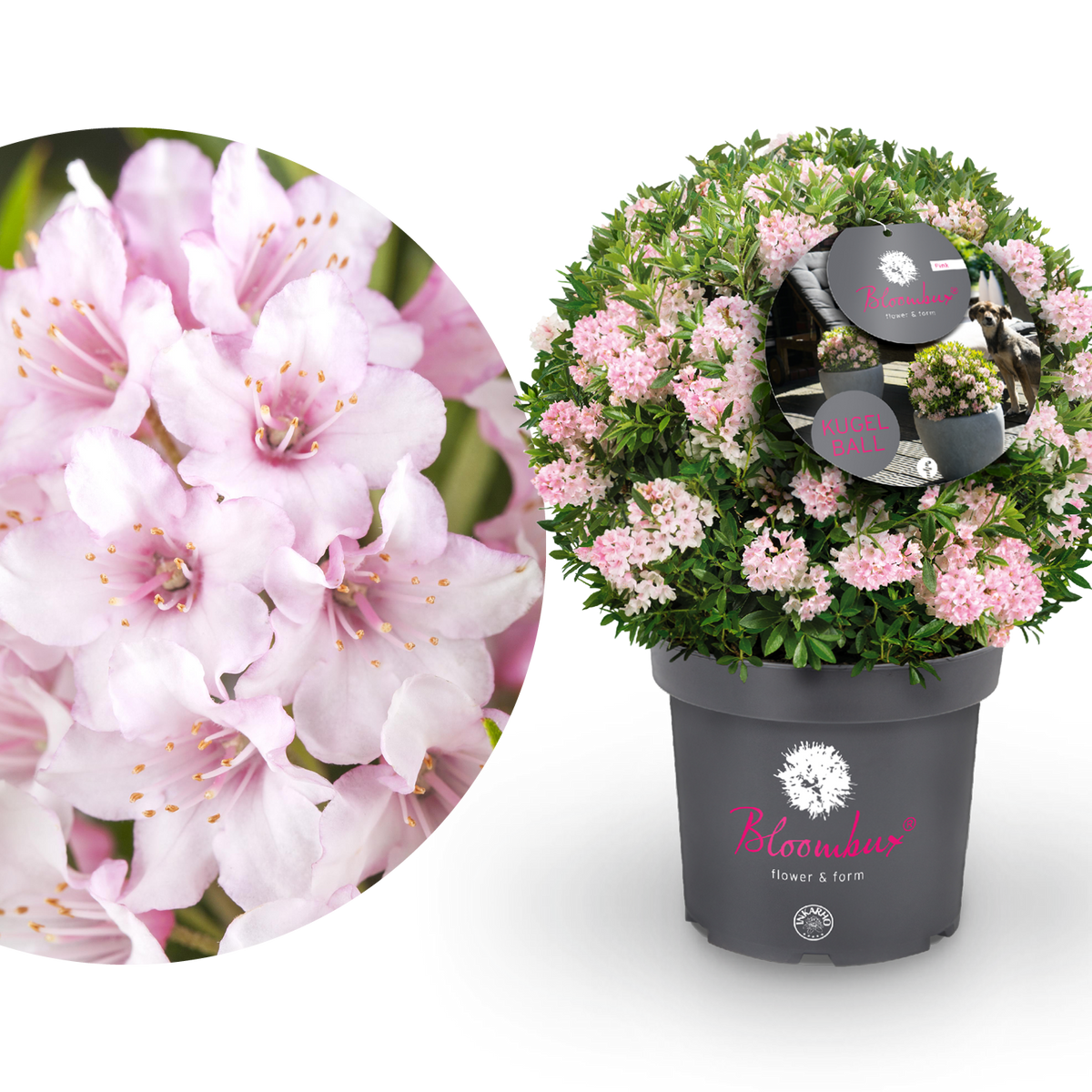 Rhododendron 'Bloombux'® Pink in XXL-Größe als Kugel
