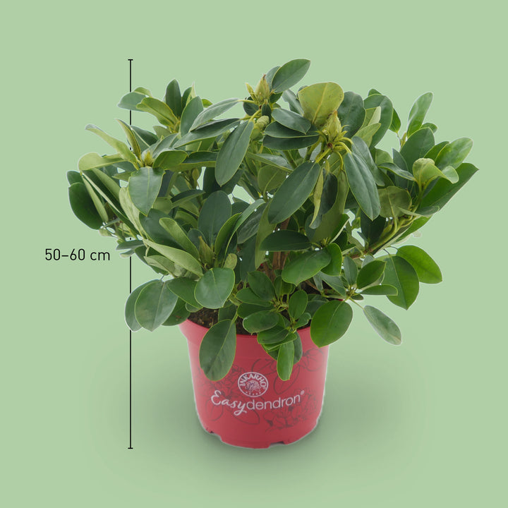 Größe des Rhododendron 'Bellini'