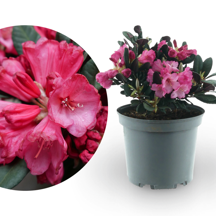 Rhododendron 'Wine and Roses' Rosa