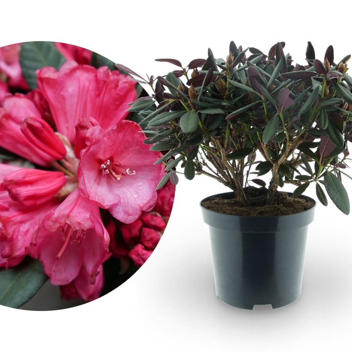 Rhododendron 'Wine and Roses' in XXL-Größe