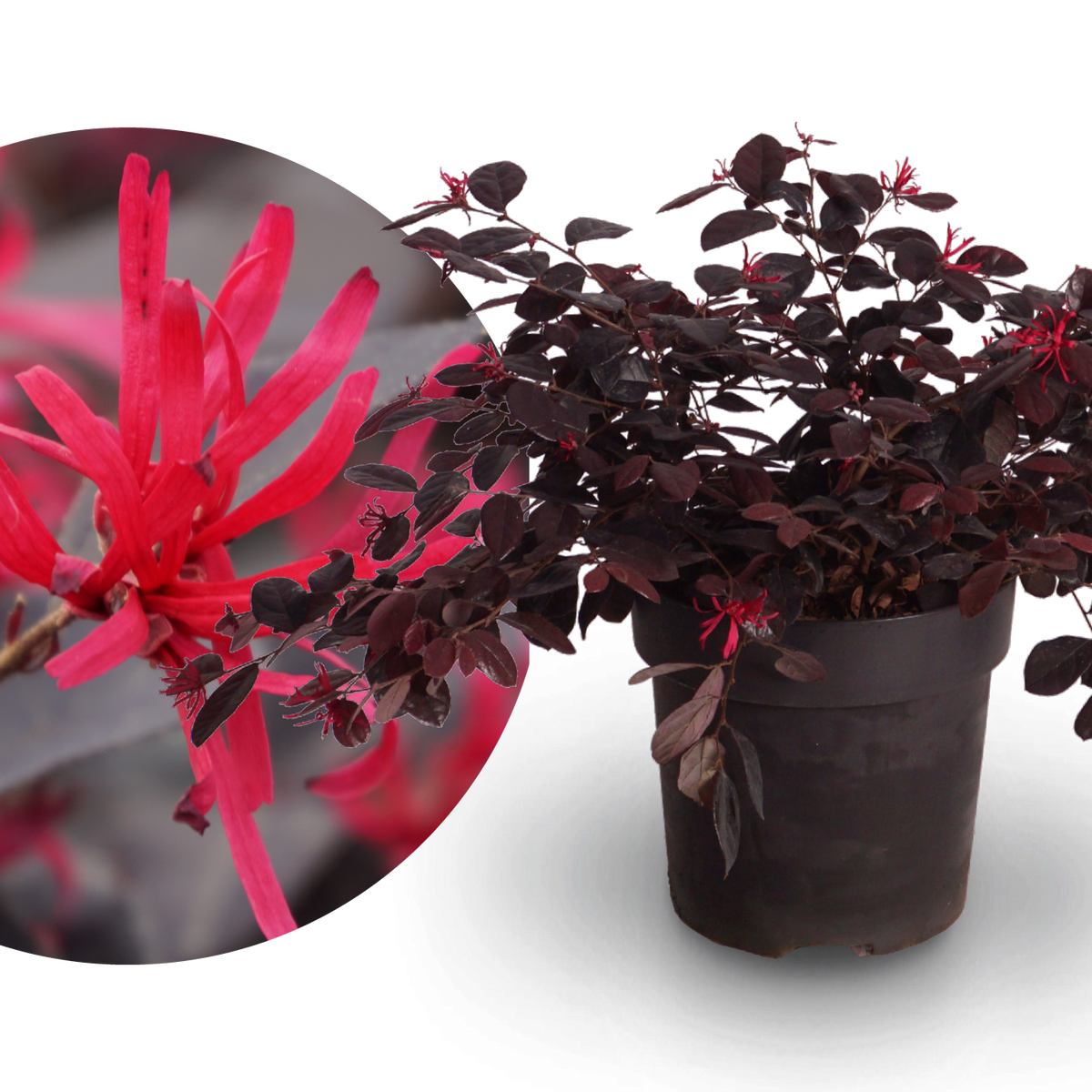 Riemenblüte 'Black Pearl' Pink