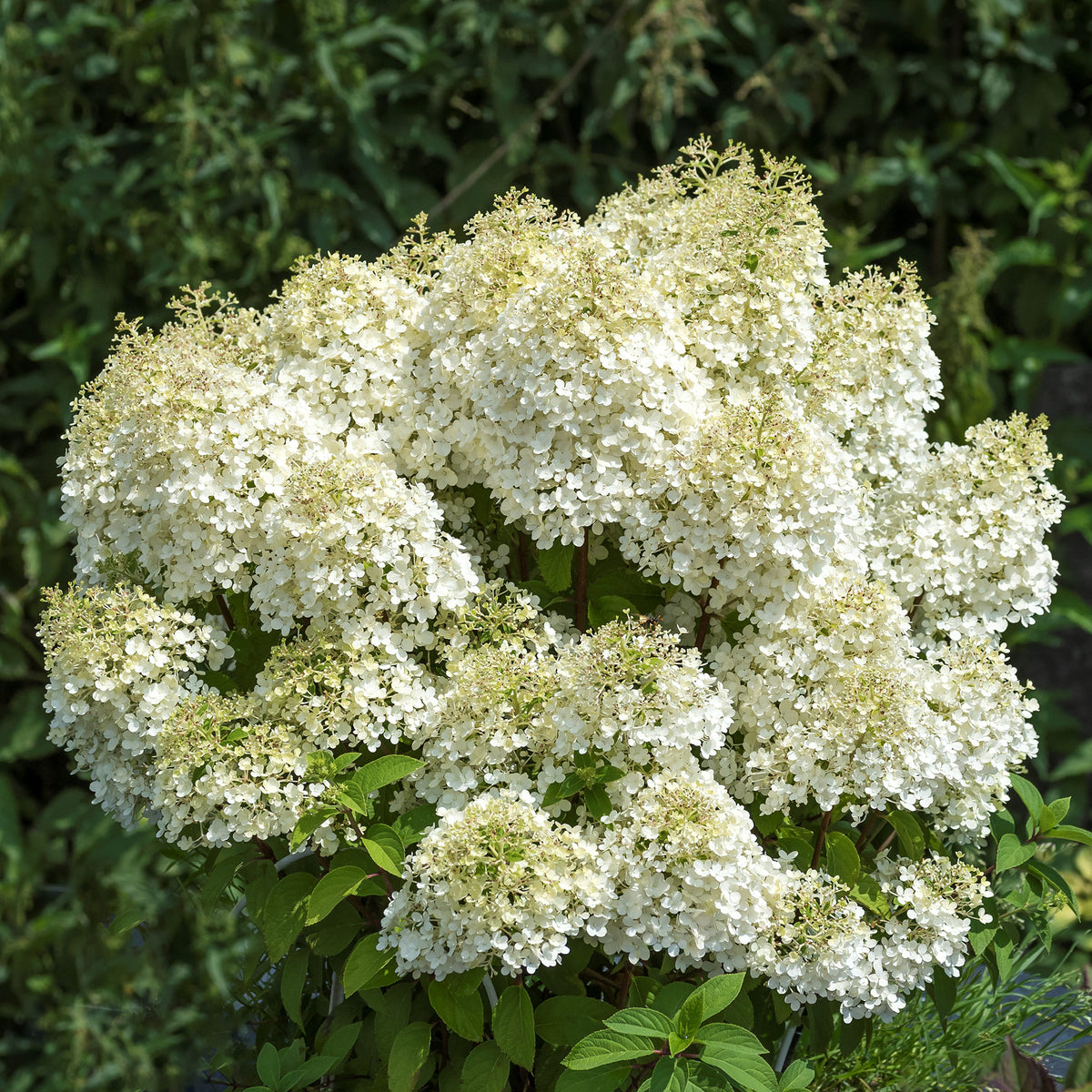 Rispenhortensie 'Bobo'® im Topf