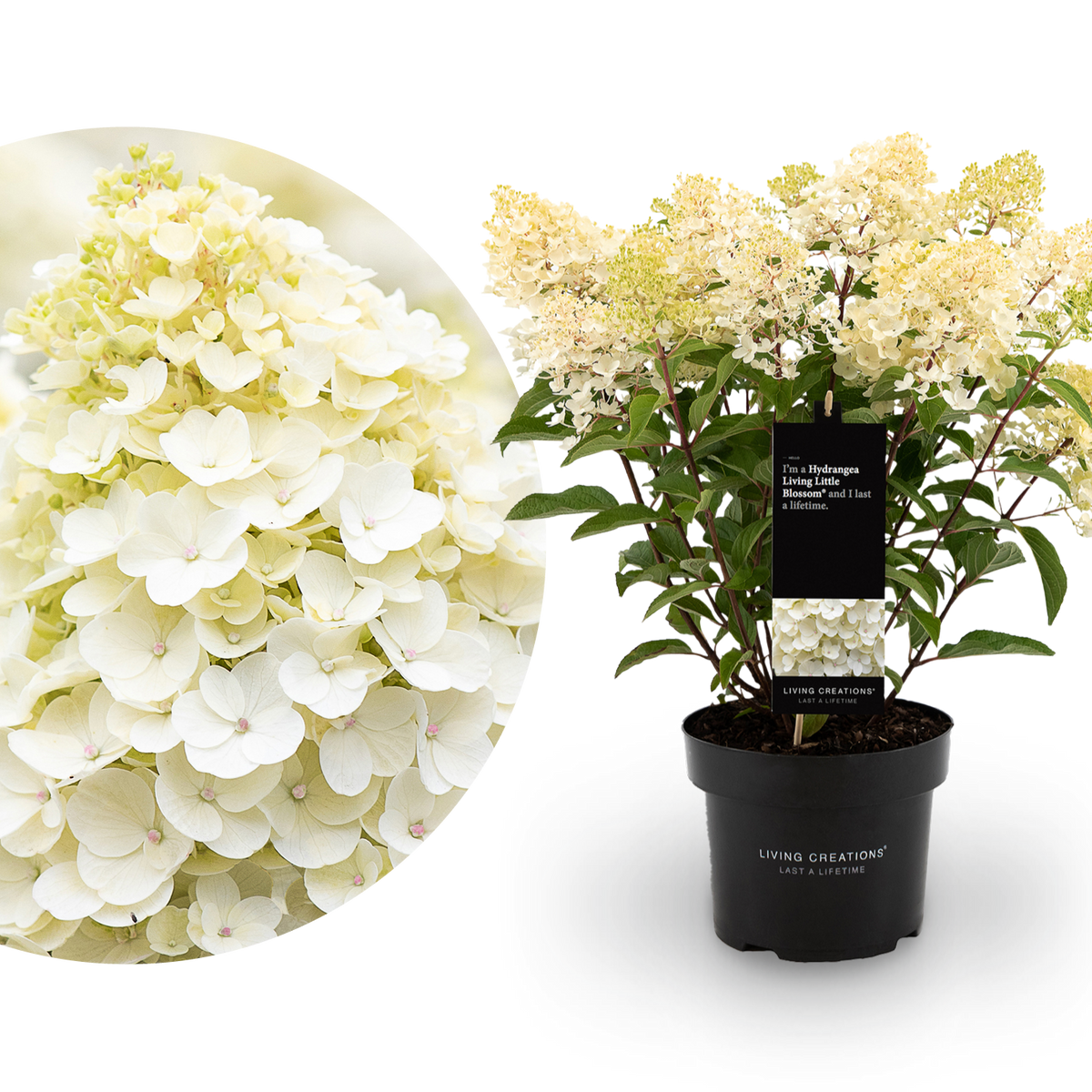 Rispenhortensie Living Creations® 'Living Little Blossom'®