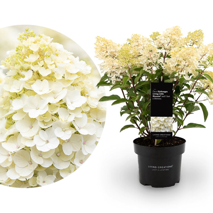 Rispenhortensie Living Creations® 'Living Little Blossom'®