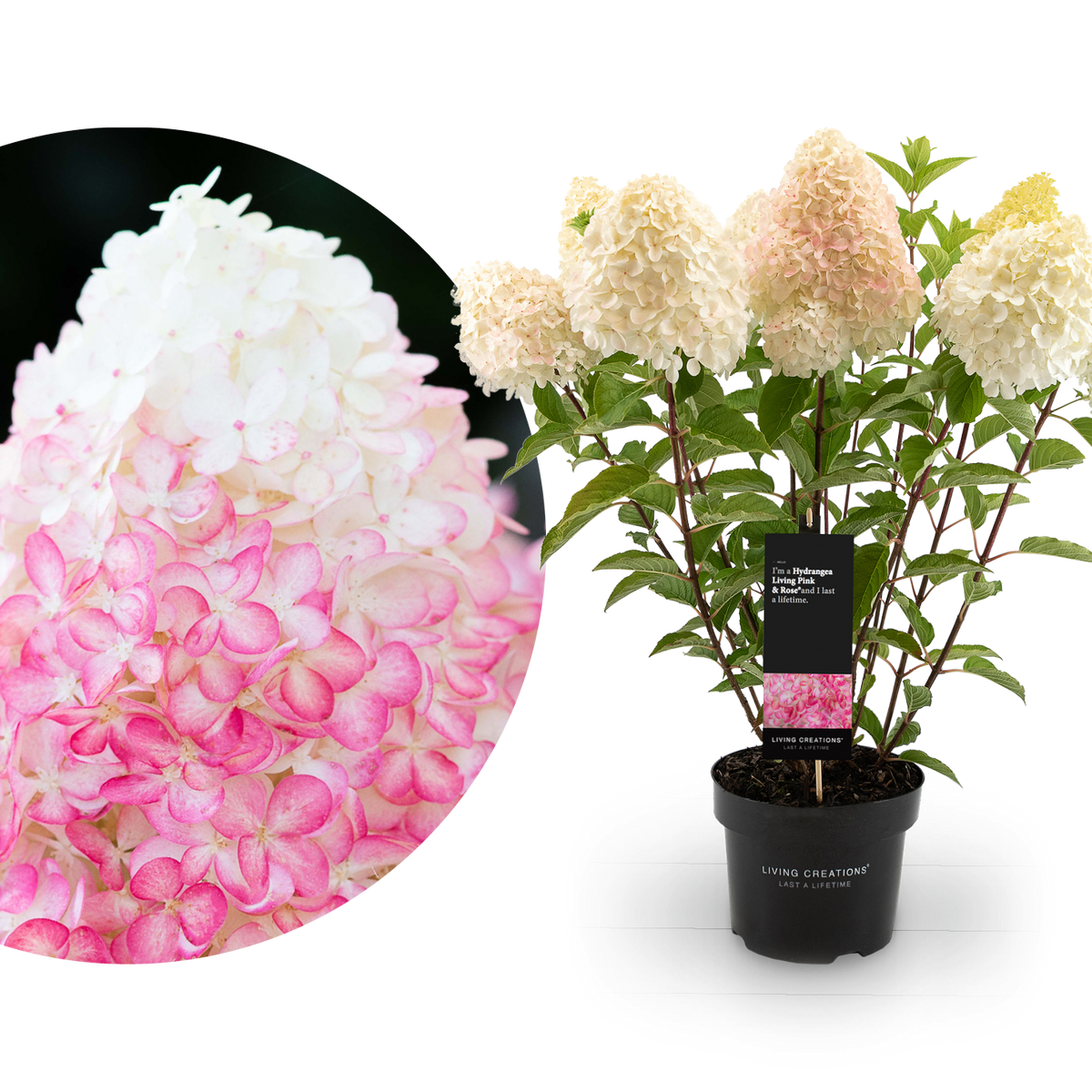 Rispenhortensie Living Creations® 'Living Pink & Rose'®