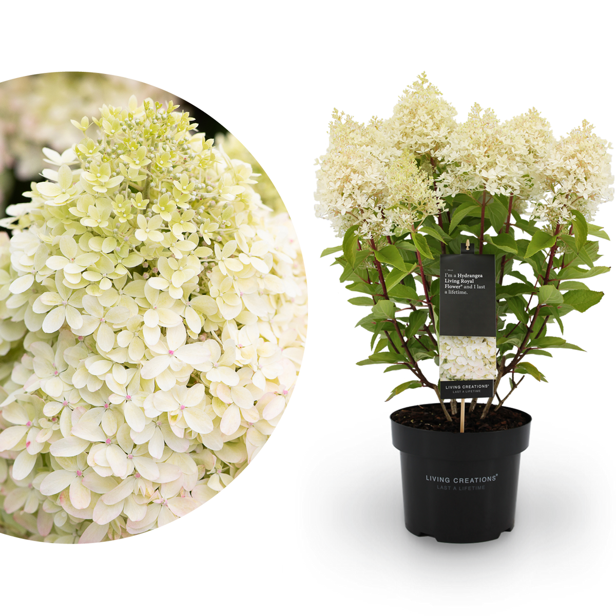 Rispenhortensie Living Creations® 'Living Royal Flower'®