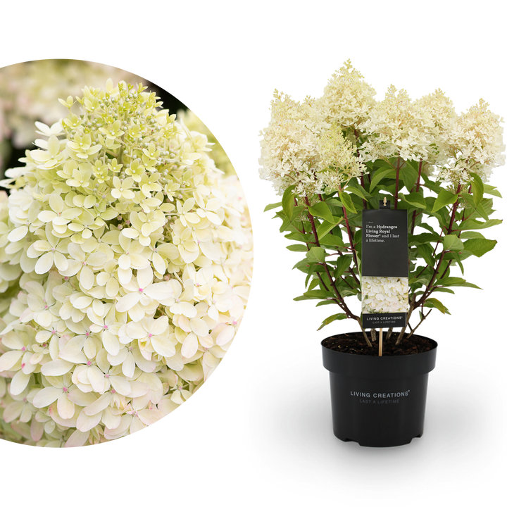Rispenhortensie Living Creations® 'Living Royal Flower'®