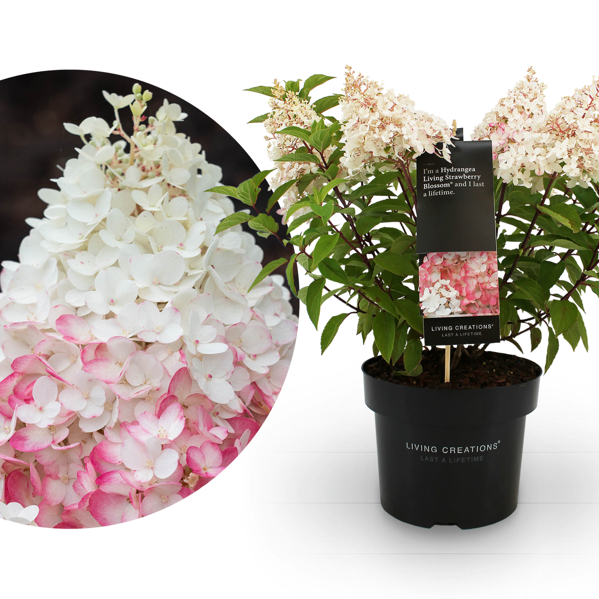 Rispenhortensie Living Creations® 'Living Strawberry Blossom'®