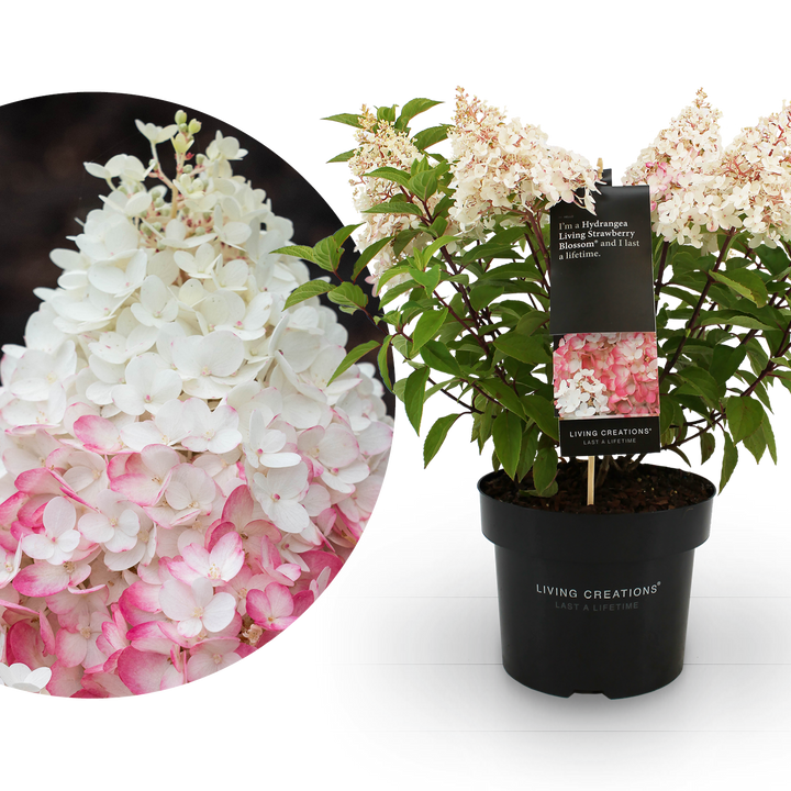 Rispenhortensie Living Creations® 'Living Strawberry Blossom'®