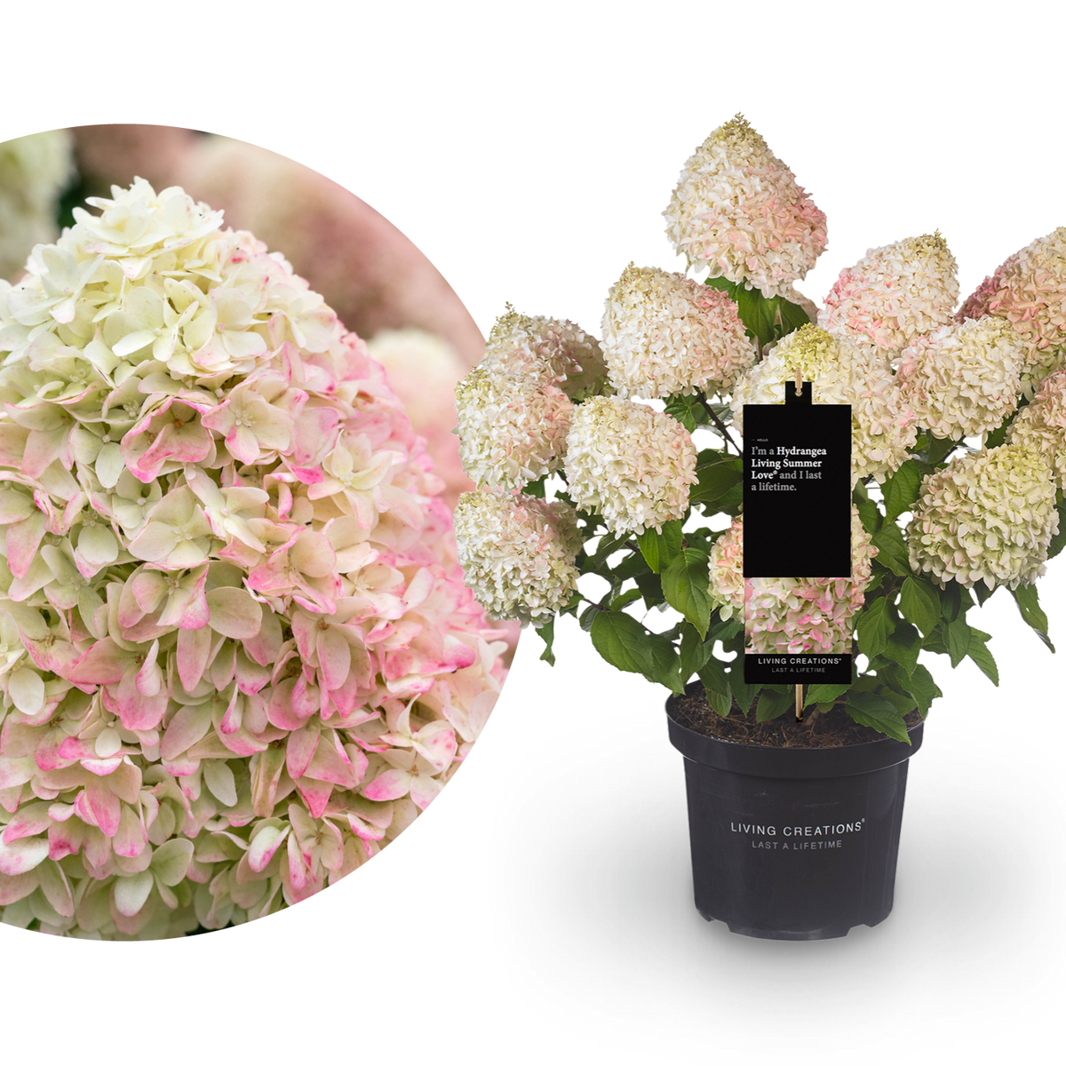 Rispenhortensie Living Creations® 'Living Summer Love'®