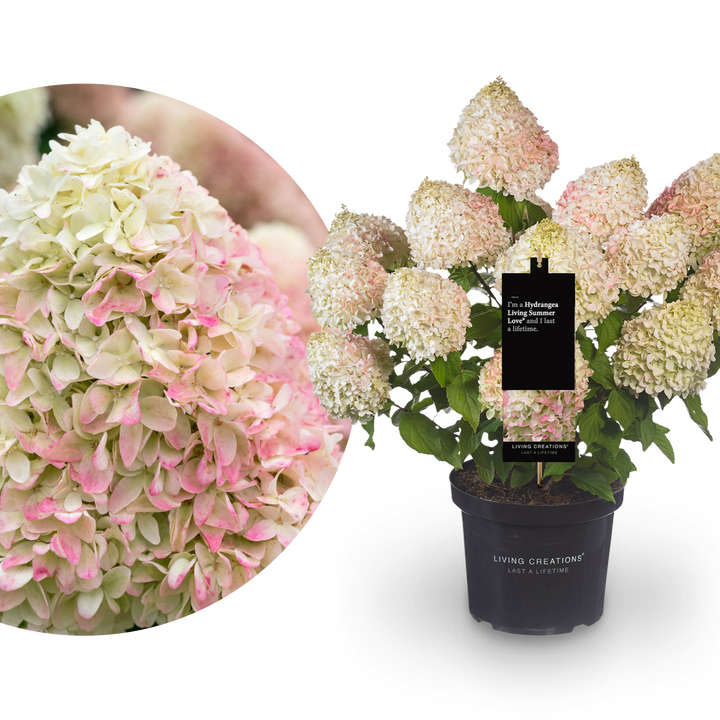Rispenhortensie Living Creations® 'Living Summer Love'®