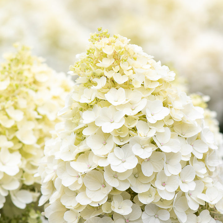 Blüte der Rispenhortensie 'Living Little Blossom'®