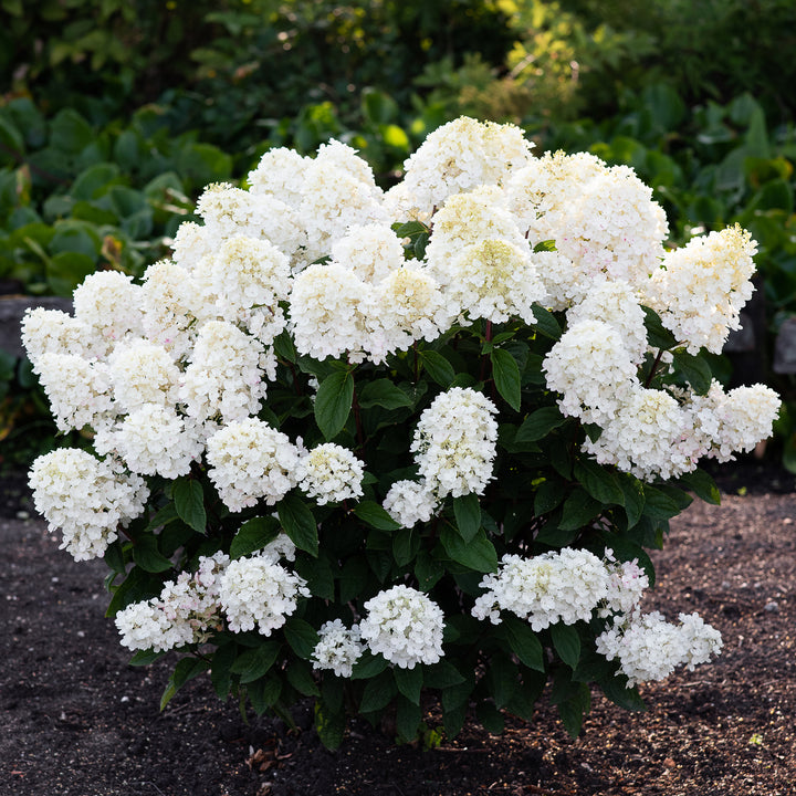 Rispenhortensie 'Living Little Blossom'® im Garten