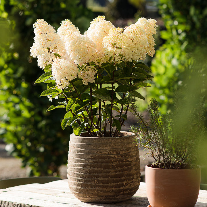 Rispenhortensie 'Living Little Blossom'® im Topf