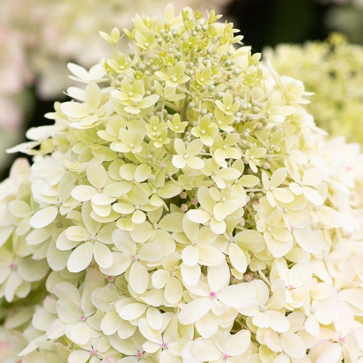 Blüte der Rispenhortensie 'Living Royal Flower'®